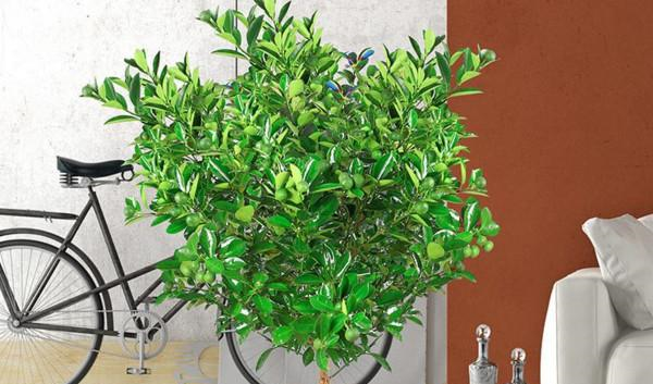 盆栽金桔好看还能吃，成株3年换一次盆土，养护好了金桔满枝！