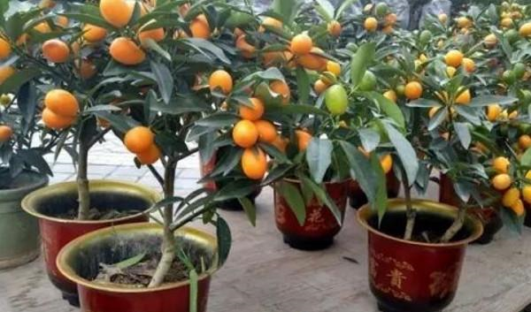 盆栽金桔好看还能吃，成株3年换一次盆土，养护好了金桔满枝！