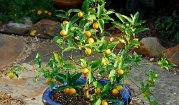 盆栽金桔好看还能吃，成株3年换一次盆土，养护好了金桔满枝！