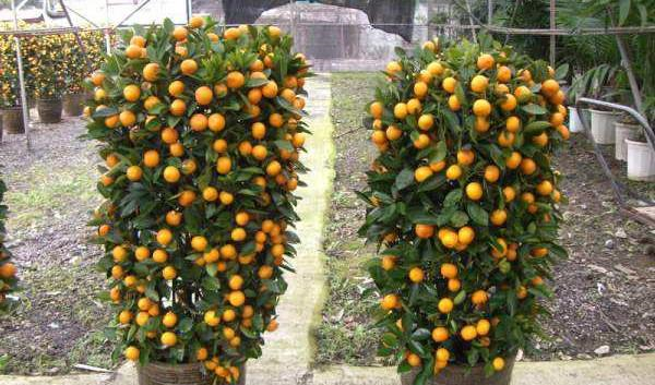 盆栽金桔好看还能吃，成株3年换一次盆土，养护好了金桔满枝！