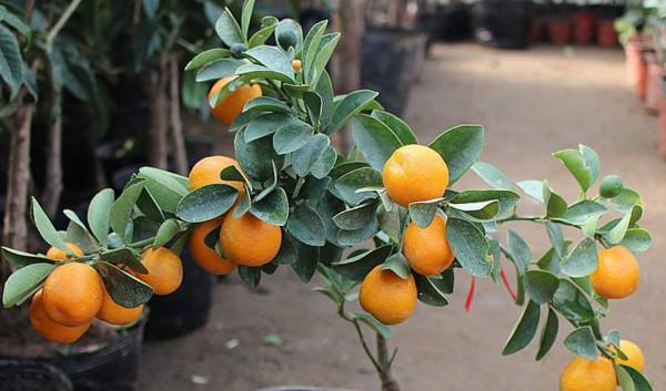 盆栽金桔好看还能吃，成株3年换一次盆土，养护好了金桔满枝！