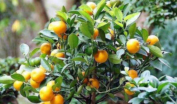 盆栽金桔好看还能吃，成株3年换一次盆土，养护好了金桔满枝！