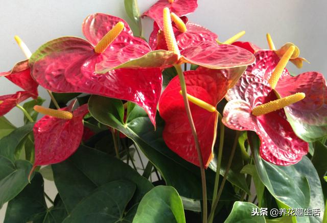 红掌的养护方法，做好后“花艳叶绿”，花期时间长