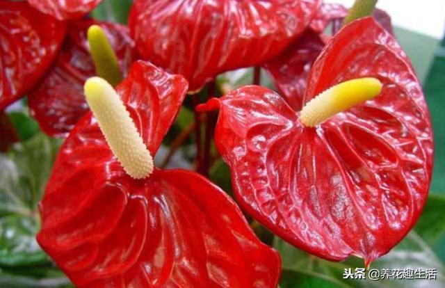 红掌的养护方法，做好后“花艳叶绿”，花期时间长