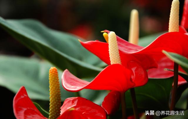 红掌的养护方法，做好后“花艳叶绿”，花期时间长