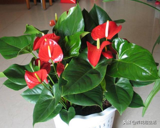 红掌的养护方法，做好后“花艳叶绿”，花期时间长