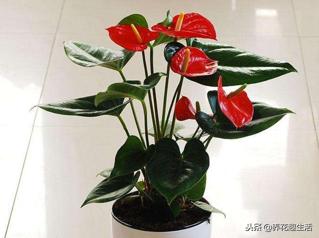红掌的养护方法，做好后“花艳叶绿”，花期时间长