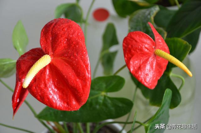 红掌的养护方法，做好后“花艳叶绿”，花期时间长