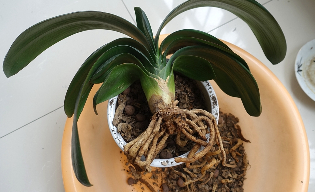 君子兰花语和寓意是什么呢？日常又该如何养护？!