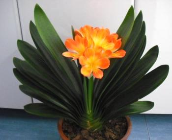 君子兰花语和寓意是什么呢？日常又该如何养护？!