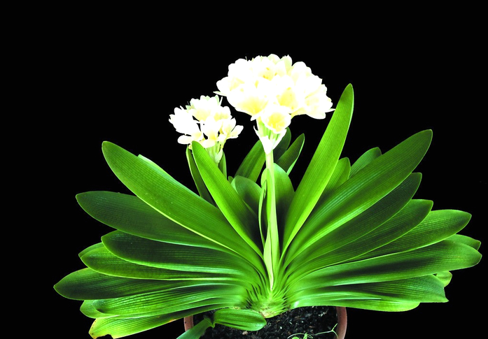 君子兰花语和寓意是什么呢？日常又该如何养护？!