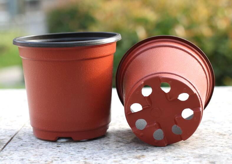 君子兰花语和寓意是什么呢？日常又该如何养护？!