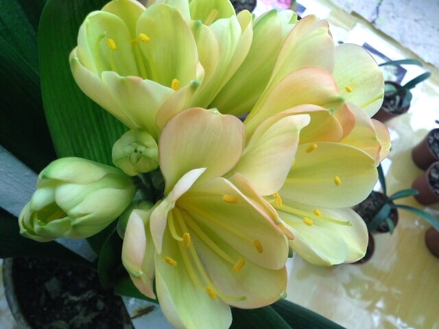 君子兰花语和寓意是什么呢？日常又该如何养护？!