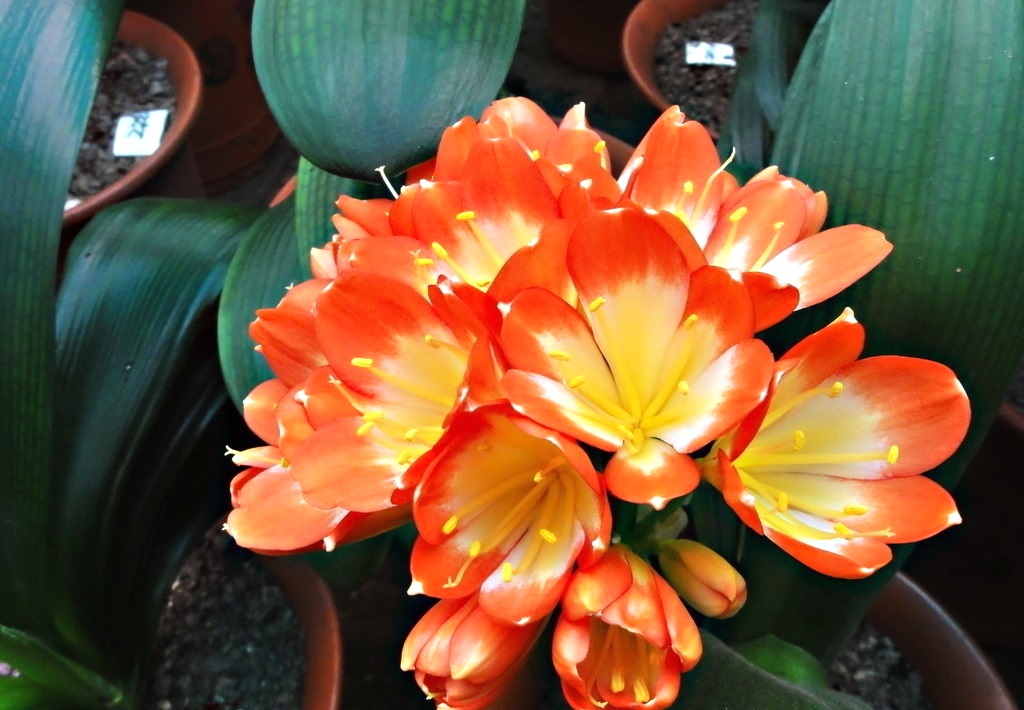 君子兰花语和寓意是什么呢？日常又该如何养护？!