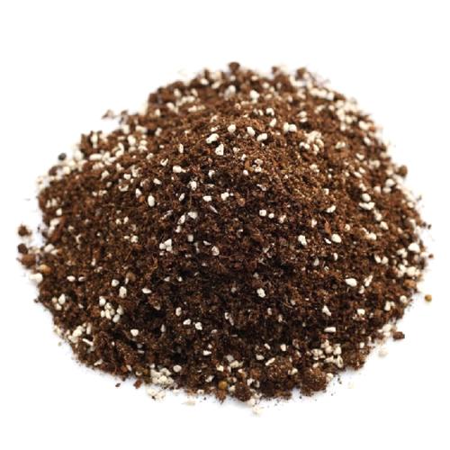 君子兰花语和寓意是什么呢？日常又该如何养护？!