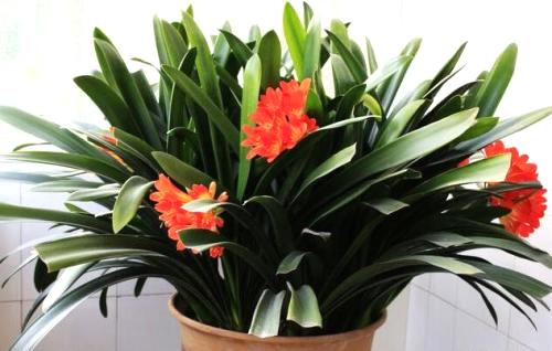 君子兰花语和寓意是什么呢？日常又该如何养护？!