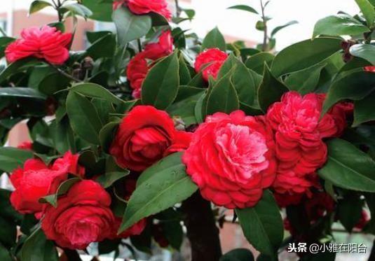 家里养茶花,一个养护小技巧,花苞大,花量多三倍,一棵开爆盆!