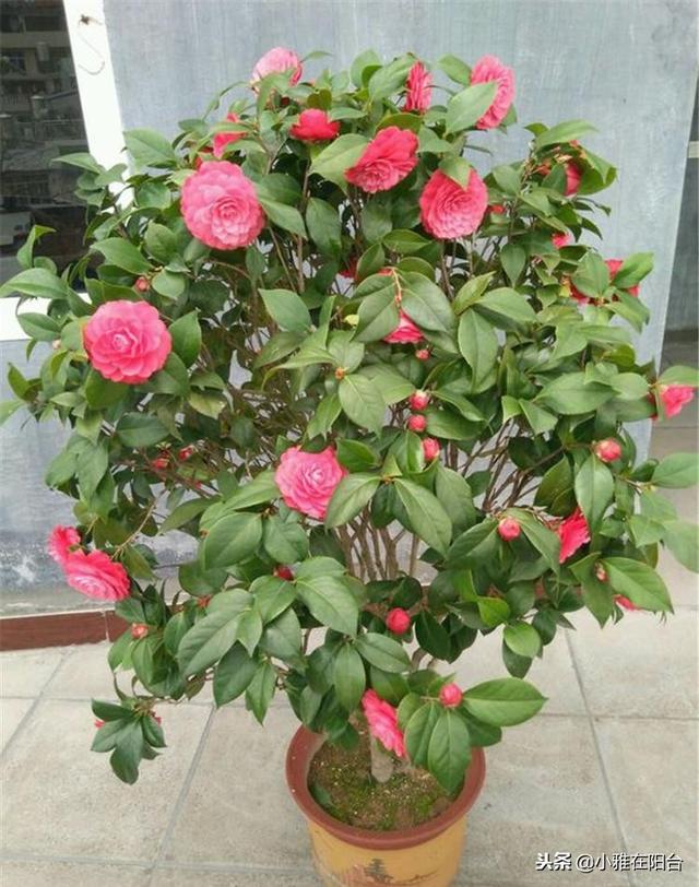 家里养茶花,一个养护小技巧,花苞大,花量多三倍,一棵开爆盆!