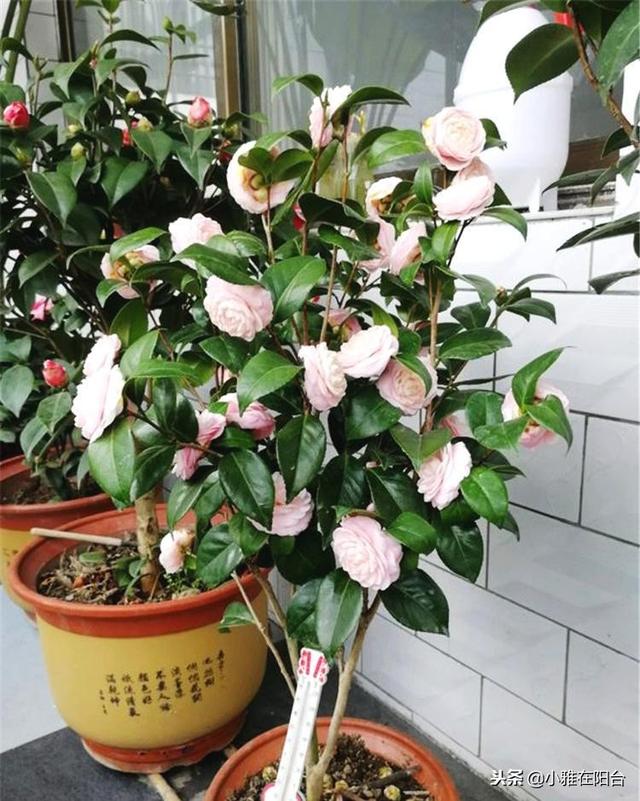 家里养茶花,一个养护小技巧,花苞大,花量多三倍,一棵开爆盆!