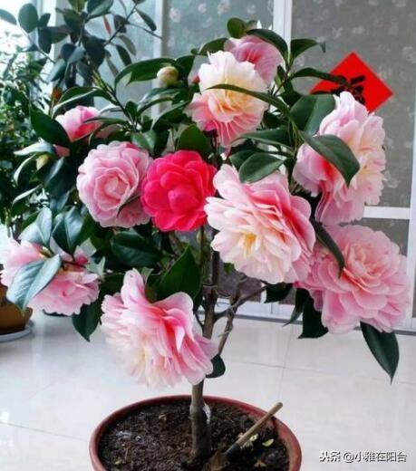 家里养茶花,一个养护小技巧,花苞大,花量多三倍,一棵开爆盆!