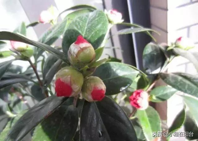 家里养茶花,一个养护小技巧,花苞大,花量多三倍,一棵开爆盆!