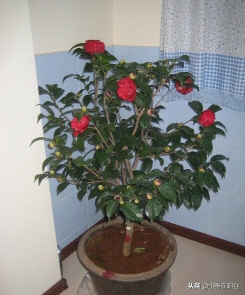 家里养茶花,一个养护小技巧,花苞大,花量多三倍,一棵开爆盆!