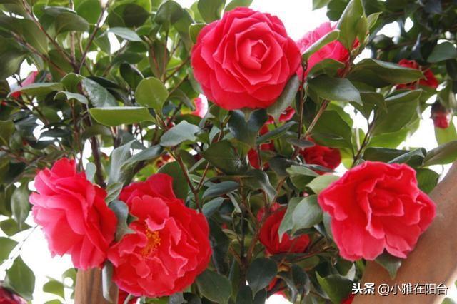 家里养茶花,一个养护小技巧,花苞大,花量多三倍,一棵开爆盆!