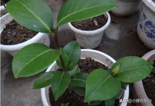 家里养茶花,一个养护小技巧,花苞大,花量多三倍,一棵开爆盆!