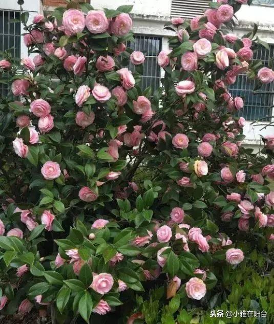 家里养茶花,一个养护小技巧,花苞大,花量多三倍,一棵开爆盆!