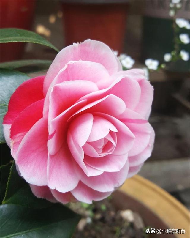 家里养茶花,一个养护小技巧,花苞大,花量多三倍,一棵开爆盆!