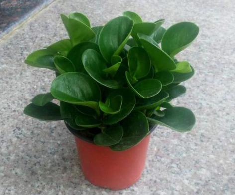 豆瓣绿养护小秘籍，学会这几招，叶片又厚又绿！