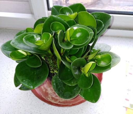 豆瓣绿养护小秘籍，学会这几招，叶片又厚又绿！