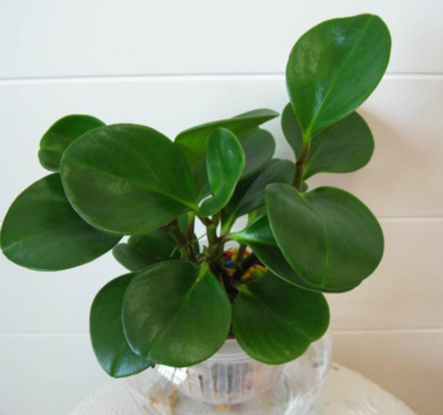 豆瓣绿养护小秘籍，学会这几招，叶片又厚又绿！