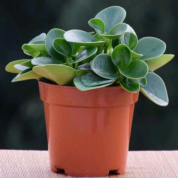 豆瓣绿养护小秘籍，学会这几招，叶片又厚又绿！