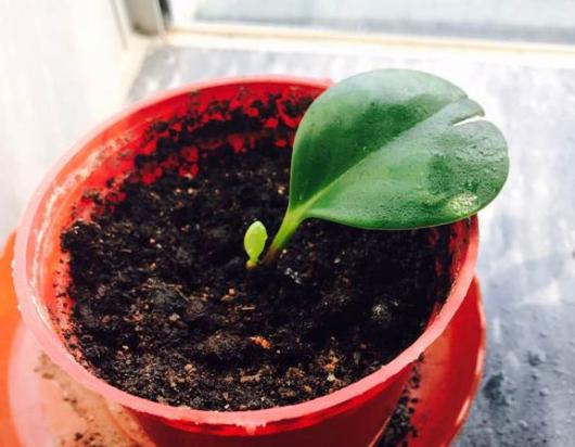 豆瓣绿养护小秘籍，学会这几招，叶片又厚又绿！