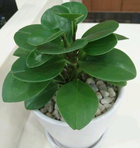 豆瓣绿养护小秘籍，学会这几招，叶片又厚又绿！