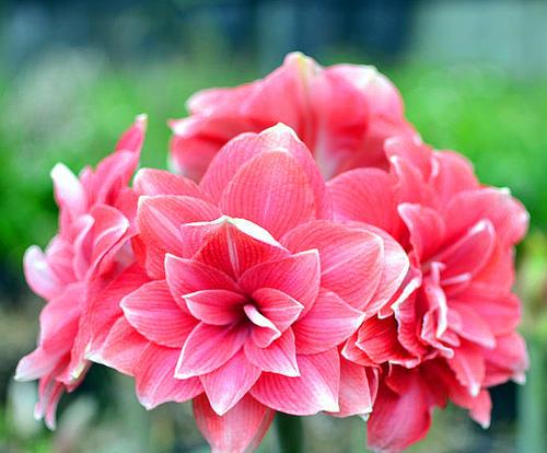 比“拳头”还大的花卉，花色艳丽，1盆能变好多盆