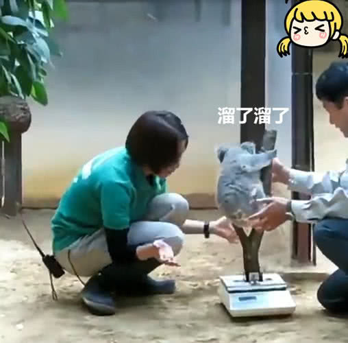 小考拉不肯称体重，饲养员想奇招，在体重仪上“种树”