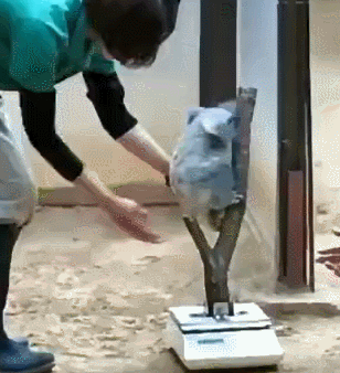 小考拉不肯称体重，饲养员想奇招，在体重仪上“种树”