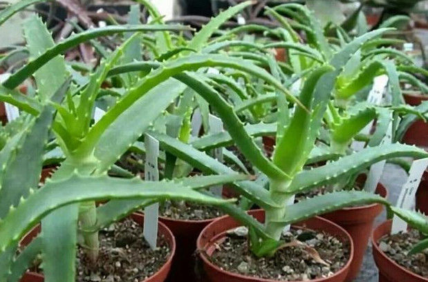 夏天养芦荟,掌握“3个技巧”,叶子不软、根不烂,爆盆又开花