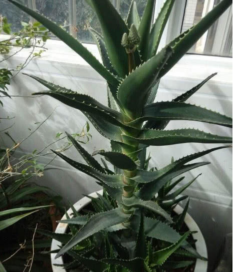 夏天养芦荟,掌握“3个技巧”,叶子不软、根不烂,爆盆又开花