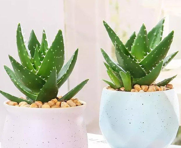 夏天养芦荟,掌握“3个技巧”,叶子不软、根不烂,爆盆又开花