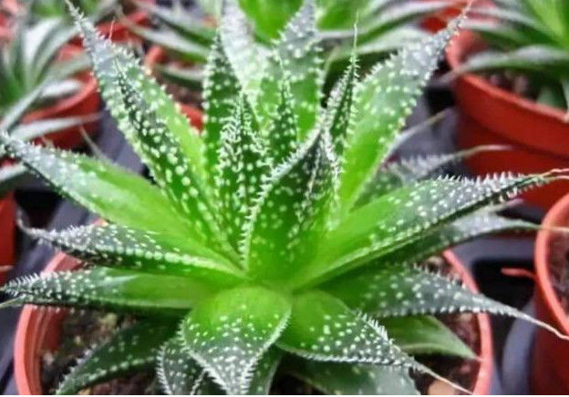 夏天养芦荟,掌握“3个技巧”,叶子不软、根不烂,爆盆又开花