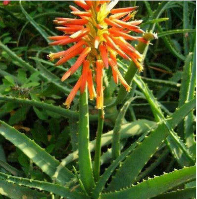 夏天养芦荟,掌握“3个技巧”,叶子不软、根不烂,爆盆又开花