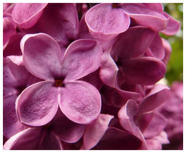 喜欢养菊花,不如养护一盆丁香花,盛开时芳香四溢,香气浓烈袭人