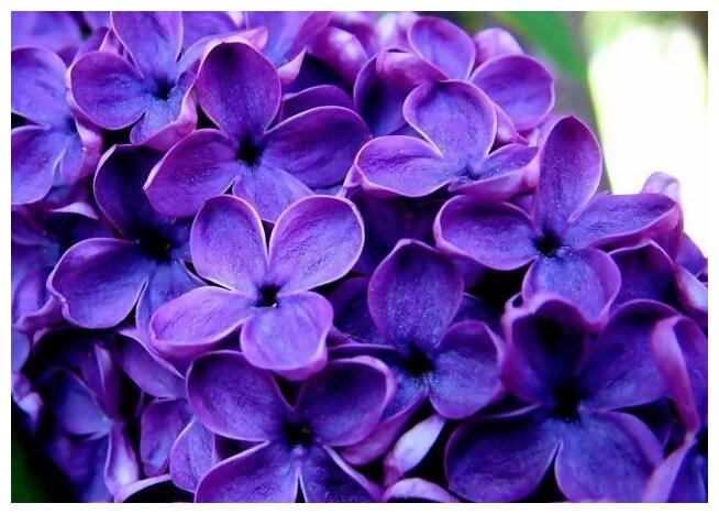 喜欢养菊花,不如养护一盆丁香花,盛开时芳香四溢,香气浓烈袭人