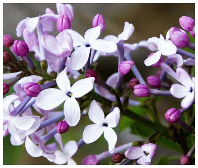 喜欢养菊花,不如养护一盆丁香花,盛开时芳香四溢,香气浓烈袭人