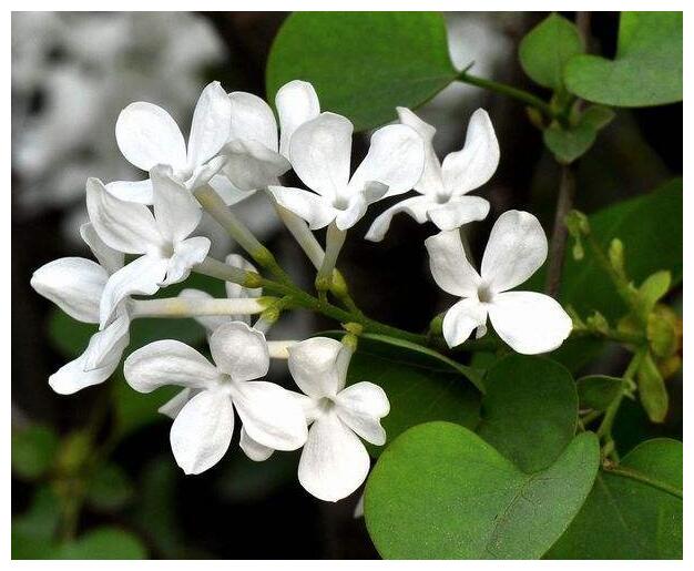 喜欢养菊花,不如养护一盆丁香花,盛开时芳香四溢,香气浓烈袭人