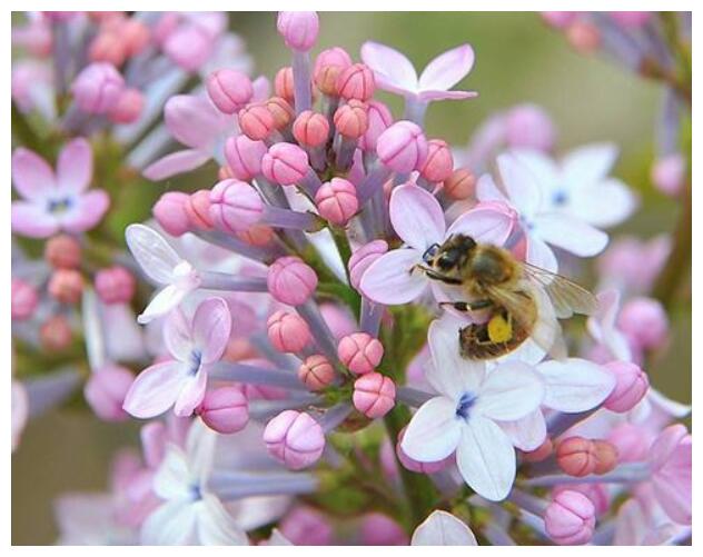 喜欢养菊花,不如养护一盆丁香花,盛开时芳香四溢,香气浓烈袭人