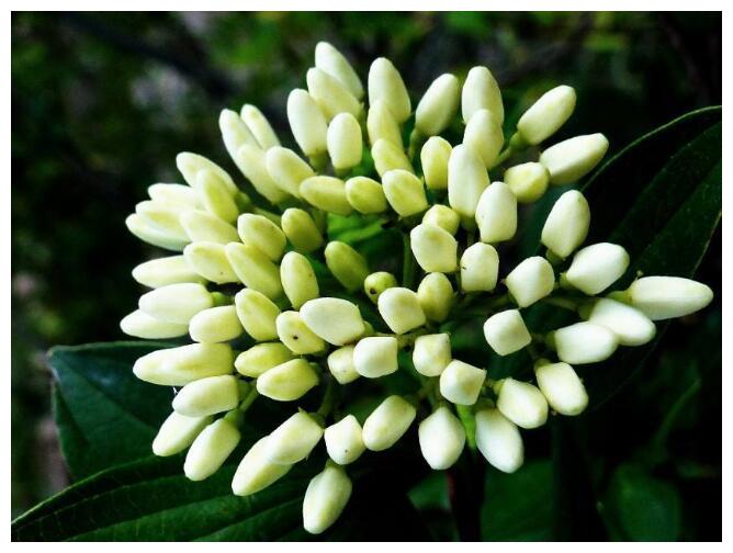 喜欢养菊花,不如养护一盆“九里香”,花香浓郁,还能解毒消肿